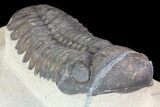 Large, Reedops Trilobite - Atchana, Morocco #74879-2